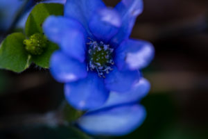 Liverwort, detail Liverwort, detail